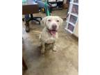 Adopt Jack a Labrador Retriever