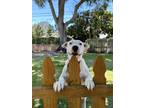 Adopt Chili a Pit Bull Terrier, Labrador Retriever