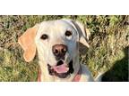 Adopt Tucker3 a Labrador Retriever