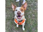 Adopt Ross a Jack Russell Terrier, Pit Bull Terrier