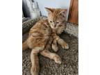 Adopt Chex a Domestic Short Hair