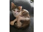 Adopt Kenny a Domestic Short Hair