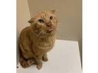 Adopt William Wallace a Scottish Fold, Domestic Short Hair