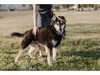 Adopt Ajax a Husky