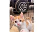 Adopt Creed a Domestic Short Hair