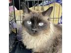 Adopt Luca a Domestic Long Hair, Himalayan