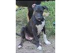 Adopt Charlie a Catahoula Leopard Dog, Labrador Retriever