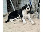 Adopt Chase a Catahoula Leopard Dog, Labrador Retriever