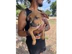Adopt Taco a Mixed Breed, Black Mouth Cur