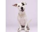 Adopt Antonio a Pit Bull Terrier, American Staffordshire Terrier