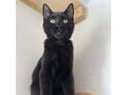 Adopt Fudge a Domestic Short Hair, Bombay