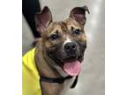 Adopt Pudgy a American Staffordshire Terrier, Mixed Breed