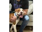 Adopt G-Raff a Pit Bull Terrier
