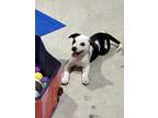 Adopt Mordecai a Boston Terrier, Eskimo Dog