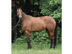 HunterDressageTrail AQHA mare