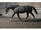 Dressage & Trail OTTB gelding