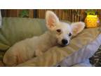 Adopt PERLA a White Jack Russell Terrier / Miniature Poodle dog in Calimesa