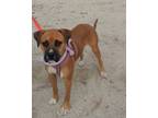 Adopt Bella a Brown/Chocolate Pit Bull Terrier / Mixed dog in Chula Vista