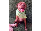 Adopt Kara a Red/Golden/Orange/Chestnut Pit Bull Terrier / Mixed dog in Chula