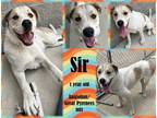 Adopt Sir a White Anatolian Shepherd / Mixed (short coat) dog in Franklin