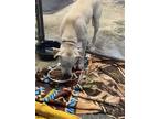 Adopt milo a White Great Pyrenees / Labrador Retriever / Mixed dog in