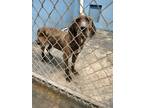 Adopt jane a Brindle - with White Mountain Cur / Mixed dog in Brooksville
