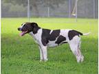 Adopt Penny a Black - with White Labrador Retriever / Mixed dog in Savannah