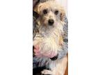 Adopt Sadie a Tan/Yellow/Fawn Terrier (Unknown Type, Small) / Mixed dog in West