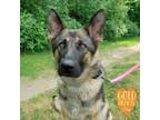 Adopt Clover a Black - with Tan, Yellow or Fawn German Shepherd Dog / Mixed dog