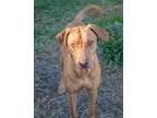 Adopt Alia a Red/Golden/Orange/Chestnut Mixed Breed (Medium) / Mixed dog in
