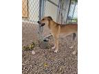 Adopt Lobo a Tan/Yellow/Fawn - with White Labrador Retriever / Mixed dog in