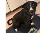 Adopt Tisha a Black Terrier (Unknown Type, Medium) / Mixed Breed (Medium) /
