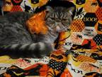 Blue Exotic Short Hair Persian Kitten