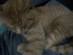 Adopt Freckle a Orange or Red Tabby Domestic Shorthair / Mixed (short coat) cat