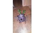 Adopt Sadie Ann a Gray/Blue/Silver/Salt & Pepper Australian Cattle Dog / Mixed