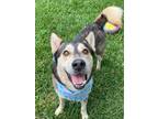 Adopt Cap'n Crunch a Black - with Tan, Yellow or Fawn Siberian Husky / Mixed dog