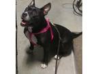 Adopt Petunia Grace a Black - with White Boston Terrier / American Pit Bull