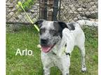 Adopt Arlo a White - with Black Blue Heeler / Mixed dog in Warren, PA (38431404)