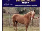 Smooth Sorrel Rocky Mtn Mare