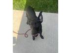 Don Labrador Retriever Young Male
