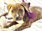 Tiger Puppy Male