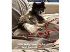 Holly Pomeranian Adult Female