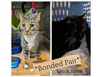 Leo Domestic Shorthair Senior Male