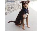 Hermann Australian Kelpie Young Male