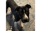 Blossom Mixed Breed (Medium) Puppy Female