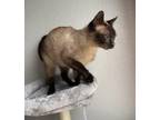 Stephen (Declawed) Siamese Senior Male