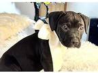 Butch American Pit Bull Terrier Puppy Male