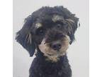 Eddy Poodle (Standard) Adult Male