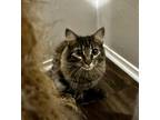 Mr. Darcy Maine Coon Kitten Male