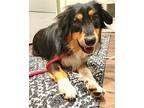 Rocket Man Australian Shepherd Adult Male